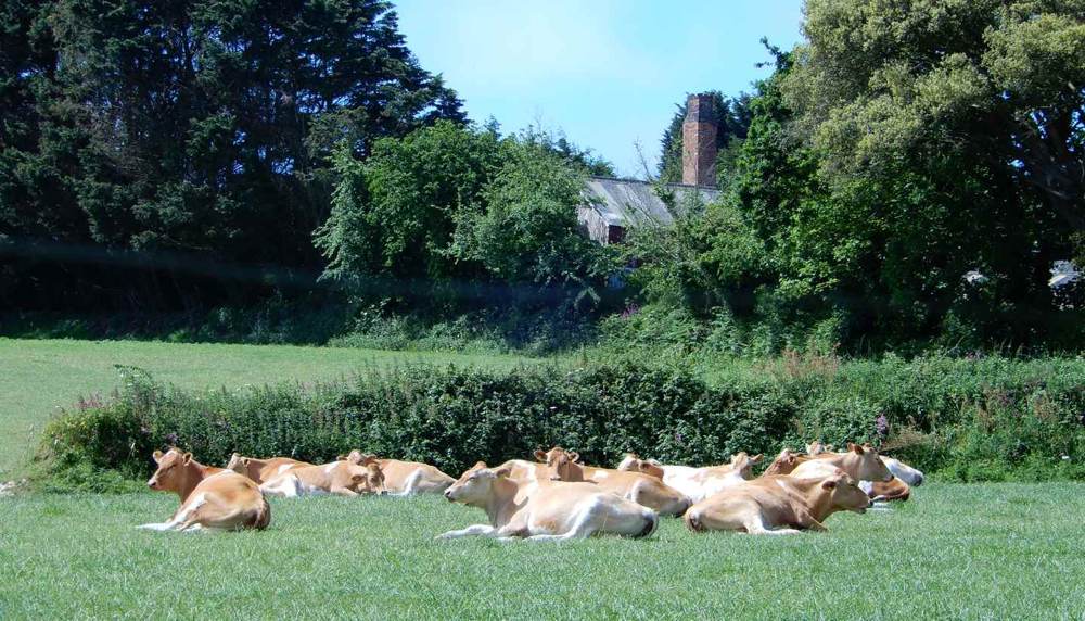 Guernsey cows relaxing in the field