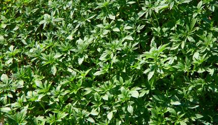 Farmers in the Rif Mountains depend on cannabis cultivation.