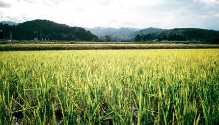 Enjoy the sprawling natural beauty on the Toyama Countryside Cycling Route