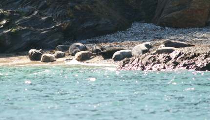 Oth-UK-England-Falmouth-Seal-SunBathing-0030-430x246