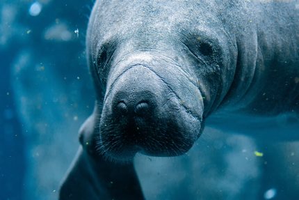 Manatees are also being cared by Wildtracks