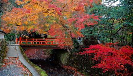 Sanzen-in Garden in Ohara