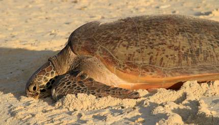 Green turtle on Heron Island