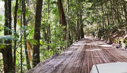 Fraser Island rainforest