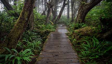 shu-Botanical Beach Trail near Port Renfrew-402521698-430x246