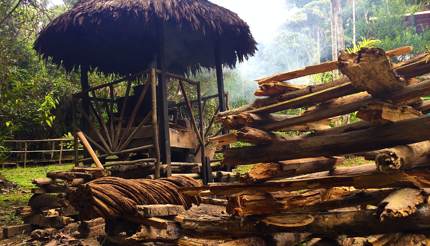 Brewing ayahuasca tea