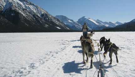 Dog sledding in the Canadian Rockies