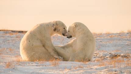 Two Polar Bears Wapusk National Park, Canada