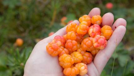 Cloudberries in hand