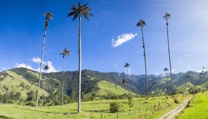 Cocora valley near Salento - wax palms in a field, clear blue sky