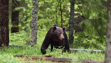 Brown bear wandering around in Alutaguse forest