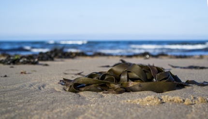 Seaweed on the beach is a food source