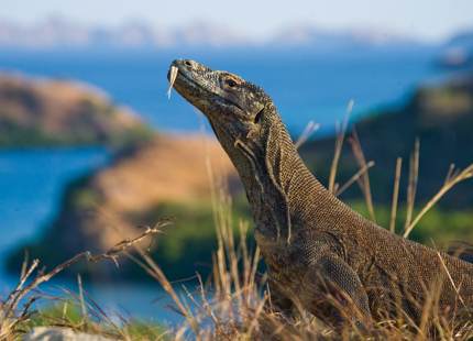 Komodo dragon sitting on the ground in Komodo National Park