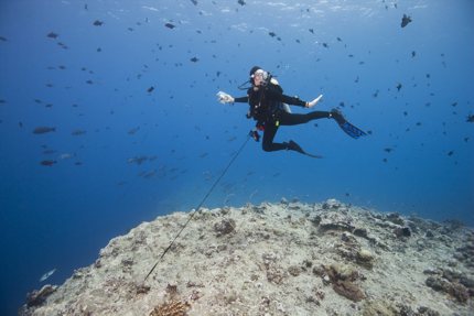 A diver uses a reef hook to steady themselves, Blue Corner, Palau