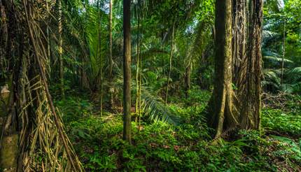 Manu National Park