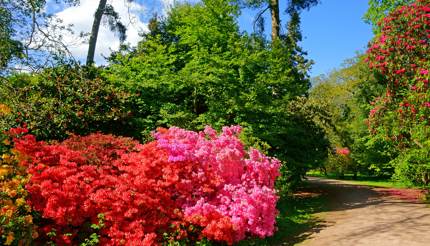 Westonbirt Arboretum, Gloucestershire