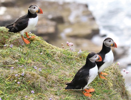 Atlantic Puffins at Dunnet Head