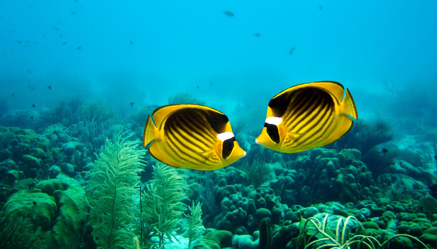 Bonaire - Fish-Raccoon Butterfly, Bonaire