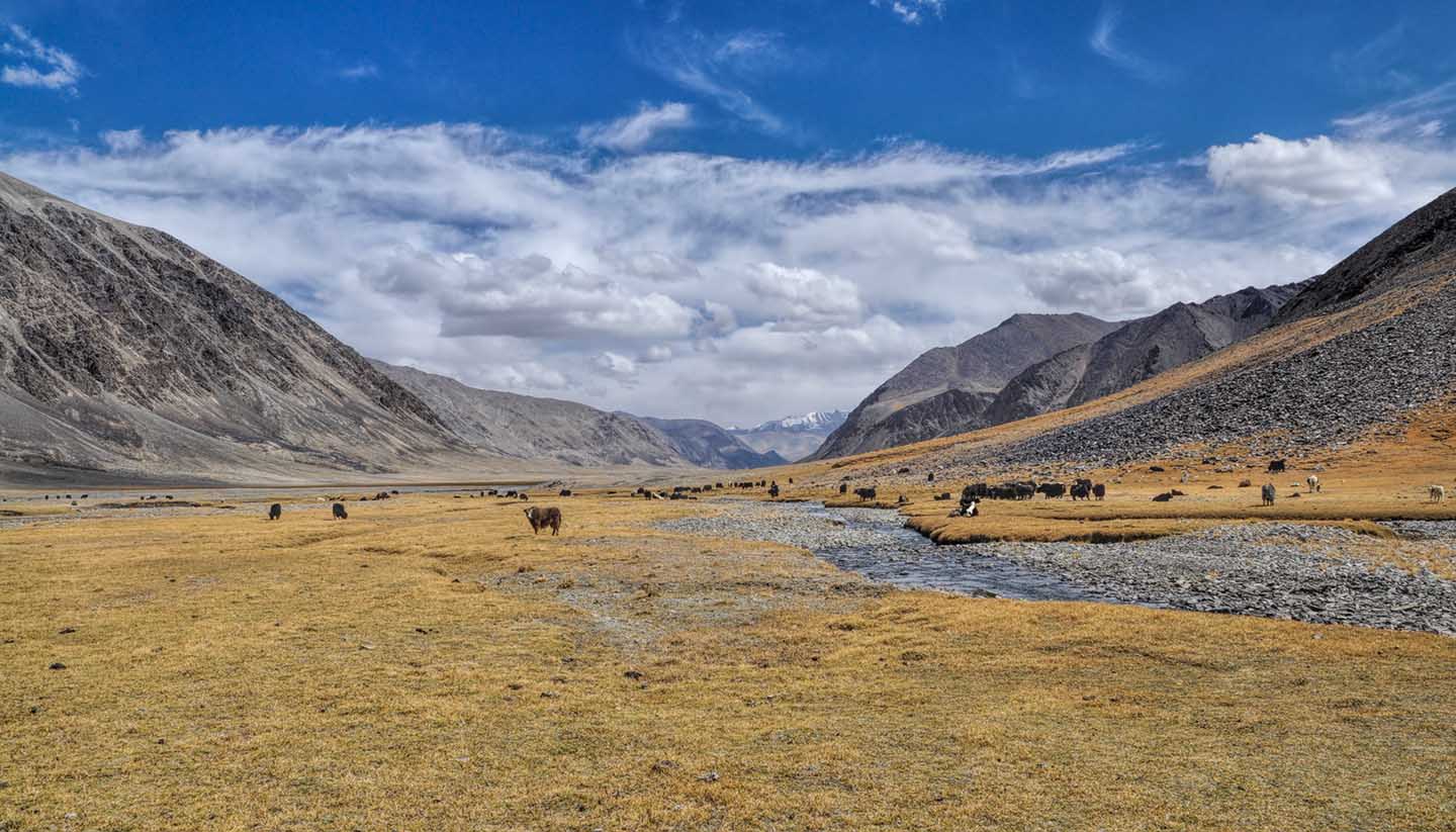 Tajikistan - Yaks at Pamir Mountains, Tajikistan